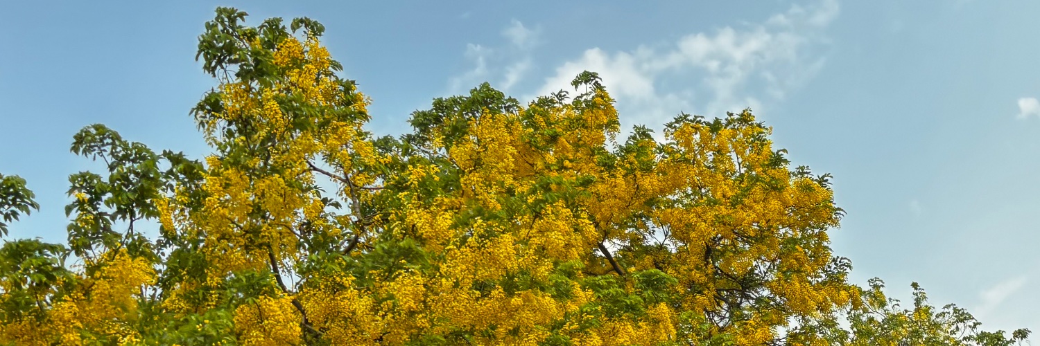 PriyamEcon's profile banner image