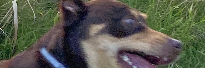 T_Dingo's profile banner image