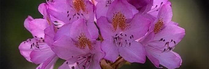 alsba_hmwd28124's profile banner image