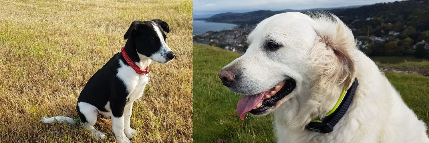 Boosh Taliesin 🏴󠁧󠁢󠁷󠁬󠁳󠁿💙🇪🇺🏳️‍🌈 banner