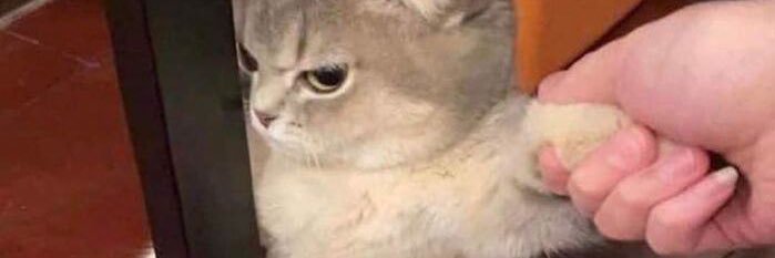 Negari :تو بگو نِگ banner