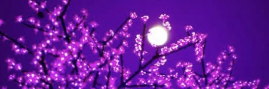 snowdropjm's profile banner image