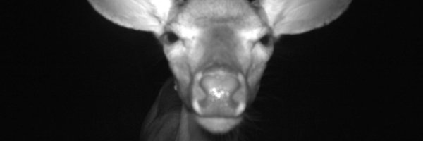 GetLikeMeeeeee Profile Banner