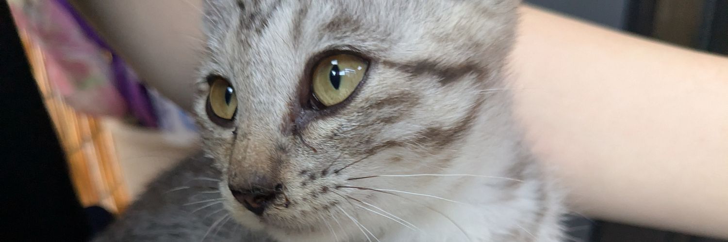 kougjwp's profile banner image