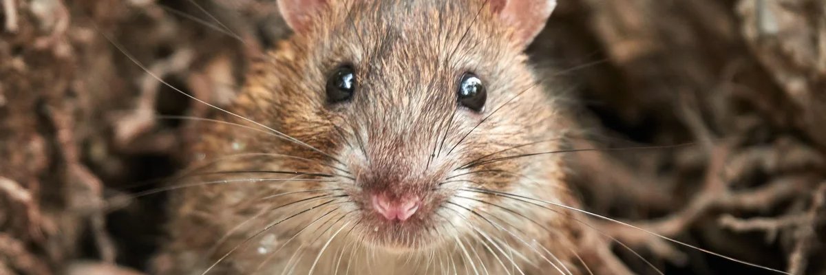 Begirxle 🍍 banner