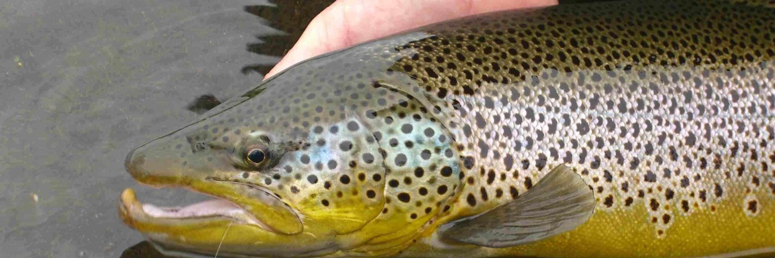 Patrick Lloyd banner