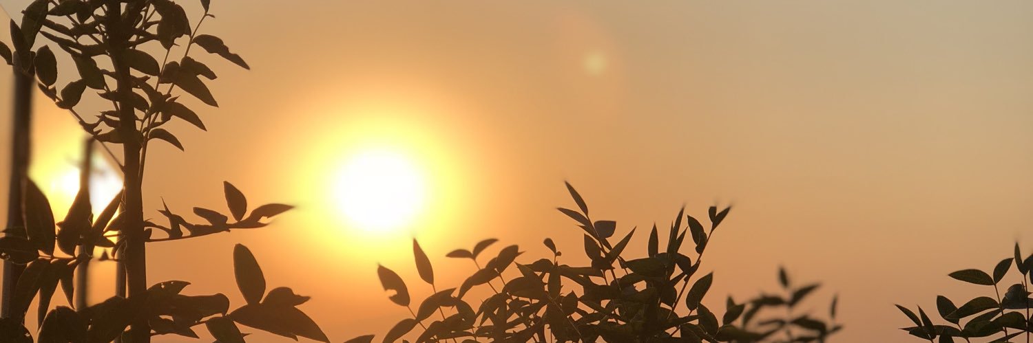 zynepceliik's profile banner image