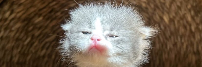 bezelyeeee's profile banner image