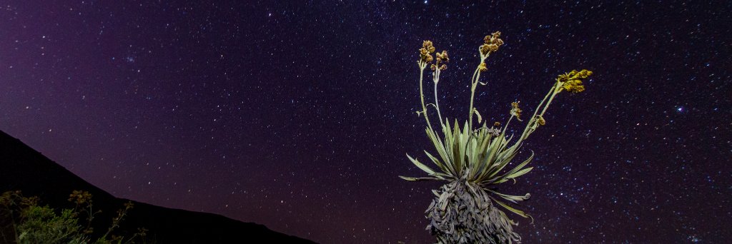 R2CamiRojas's profile banner image