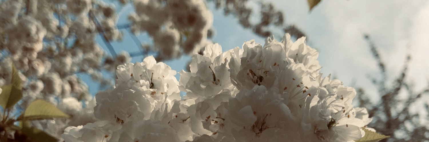 YaninaTorress's profile banner image
