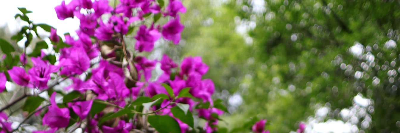 petalcookie's profile banner image