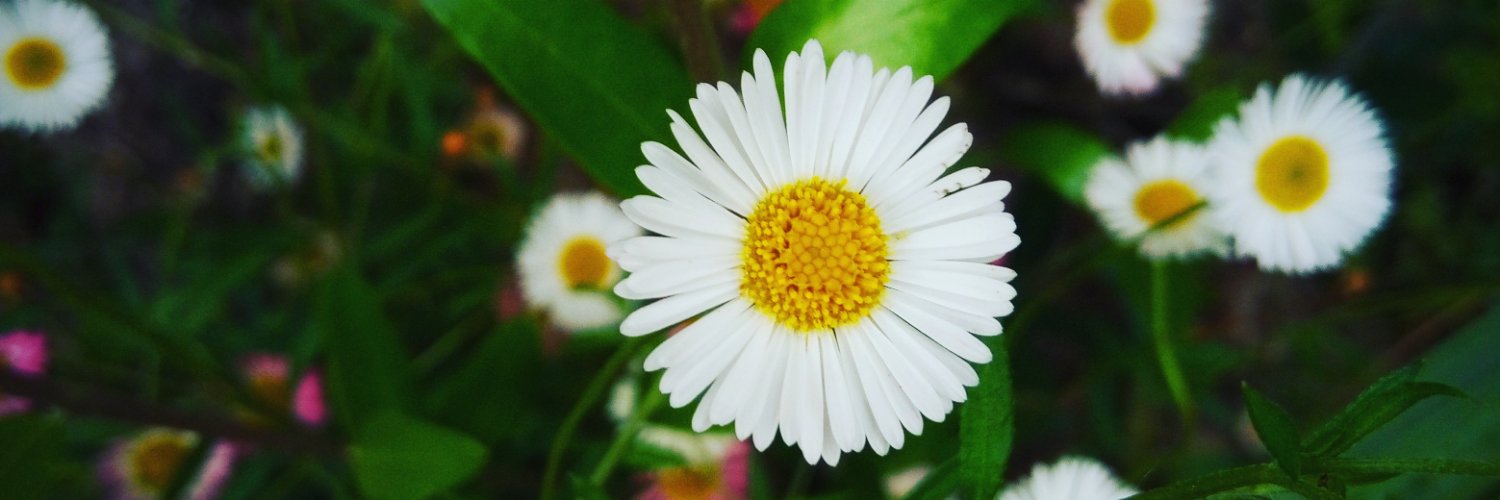 Felyeni's profile banner image