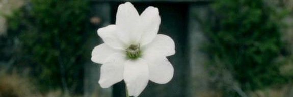 lorienluthien's profile banner image