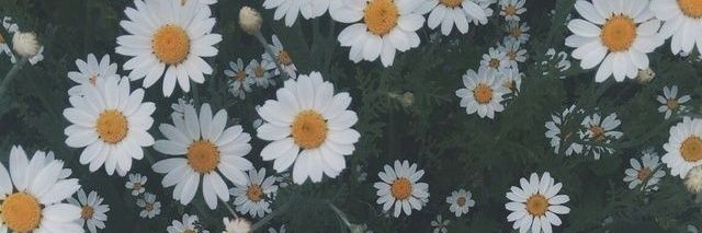 ลูกเจี๊ยบ ◡̈ banner
