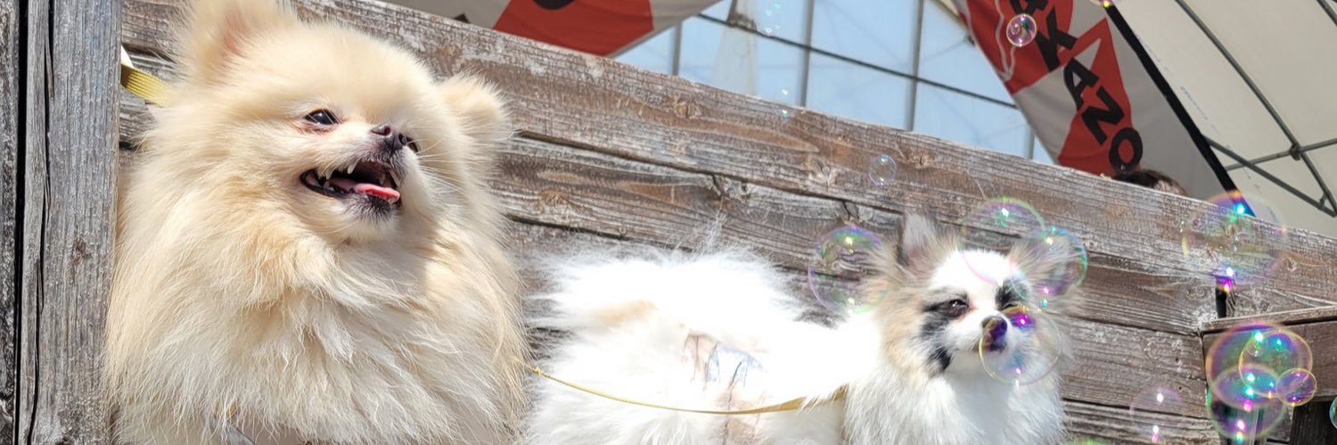 🐶ユキ🌟 banner
