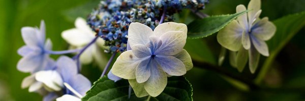 bugcreator Profile Banner