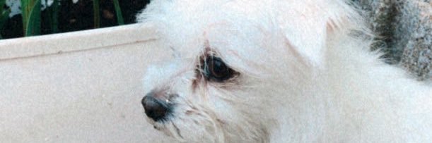 AliTorresano's profile banner image