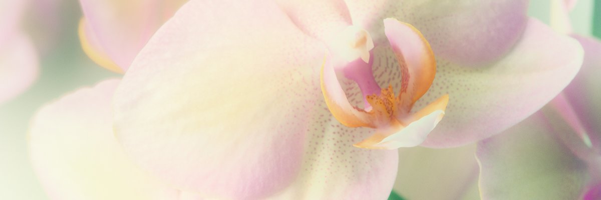 fran_eber's profile banner image