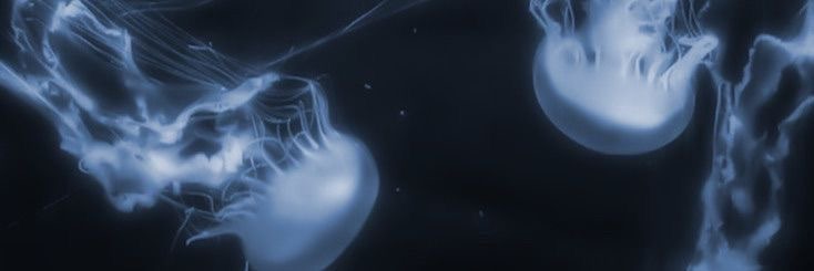 phoebe ౨ৎ's banner