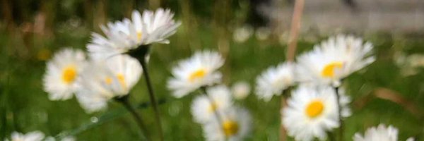 Timberyo98 Profile Banner