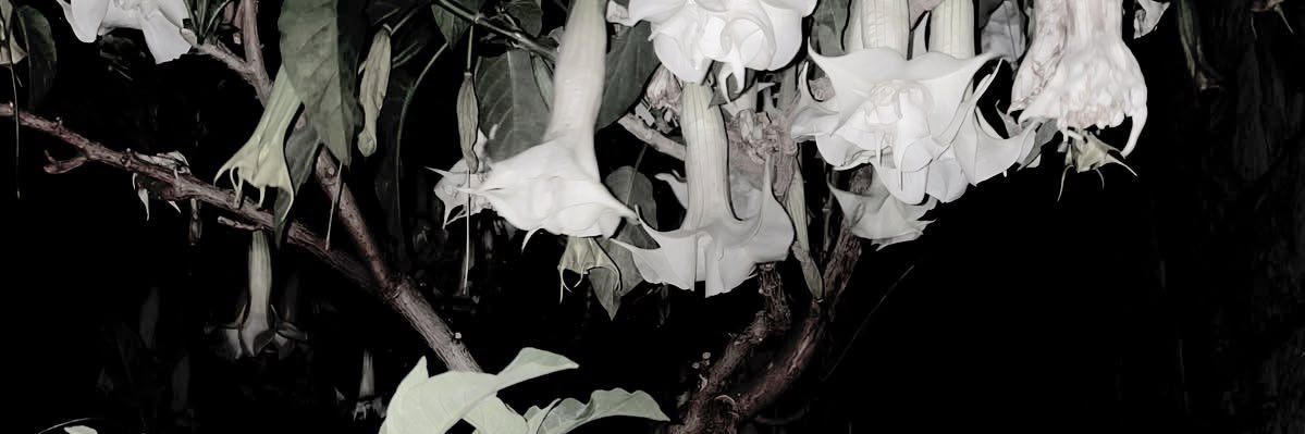 kitylinh's profile banner image
