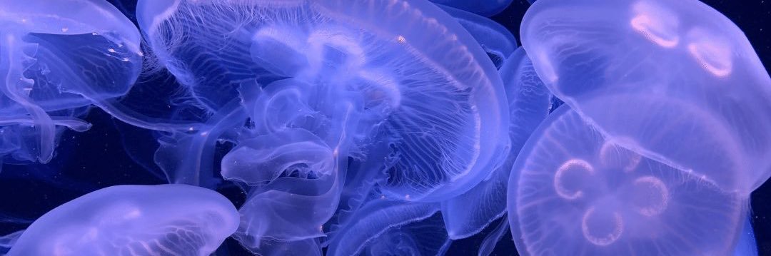 ꒰ cici : edtwt ꒱ banner