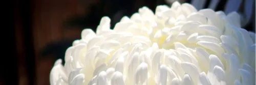 Chrysan_People's profile banner image