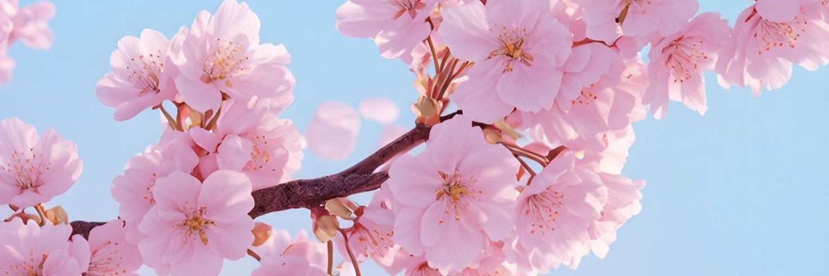 21🌸 banner