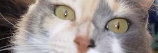 paulipapawa's profile banner image