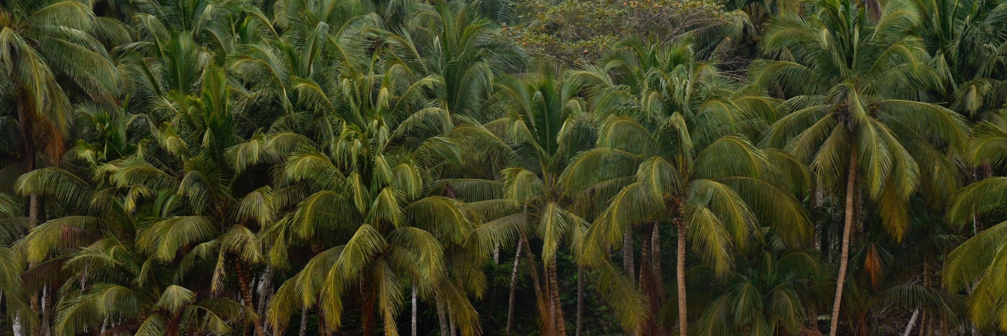 Richard Woods banner