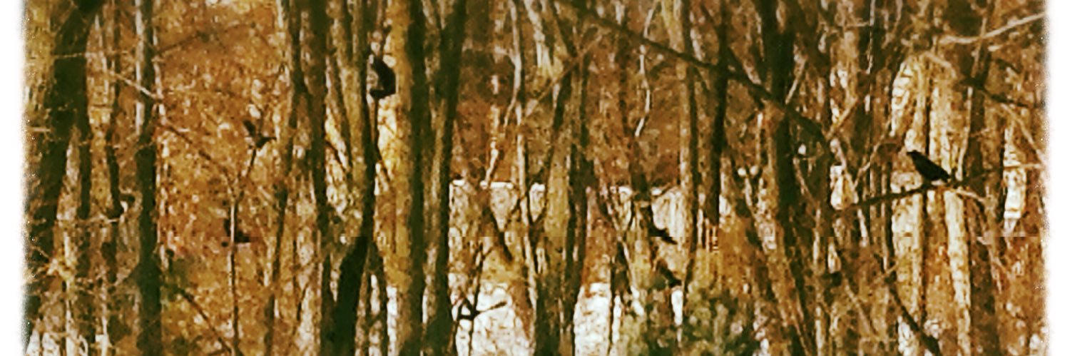 insuminme 🌊 @Invincible_Fall@indieweb.social 🦣 banner