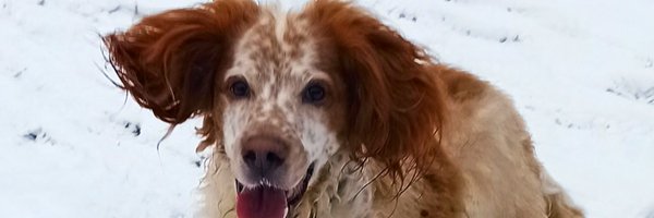 _scpenrice Profile Banner