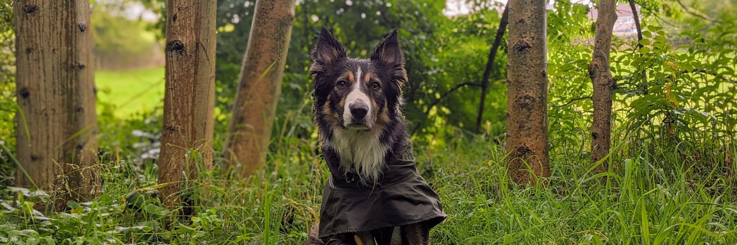JockBCollie's profile banner image