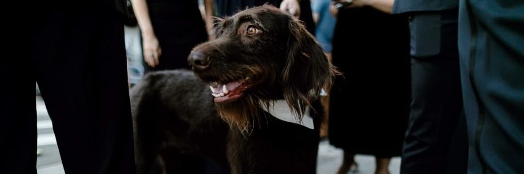 Alex Lin-Goldsmith banner