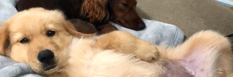TrevoCrochet's profile banner image