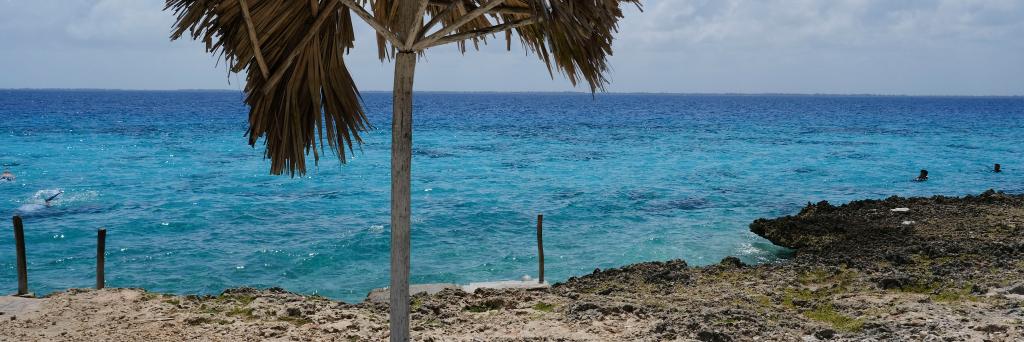 Ramona Farrelly banner