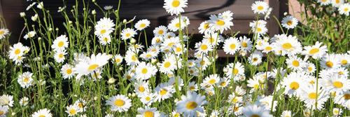 jainnebritto's profile banner image