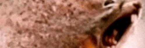 willdraw4protein {COMMISSIONS OPEN} banner