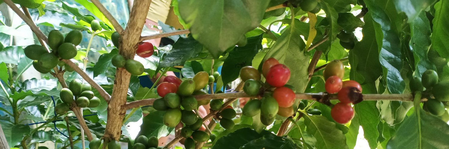 Jungle Banana banner
