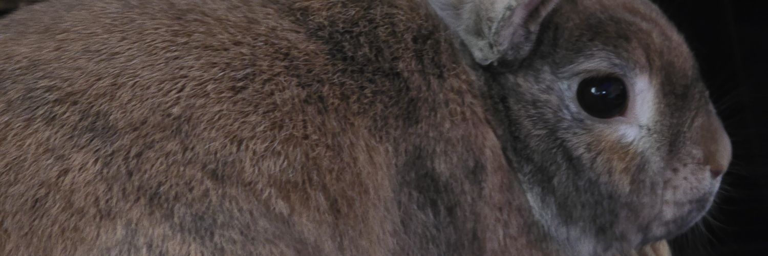 deeplusbee's profile banner image