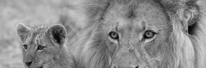 davidadixon2's profile banner image