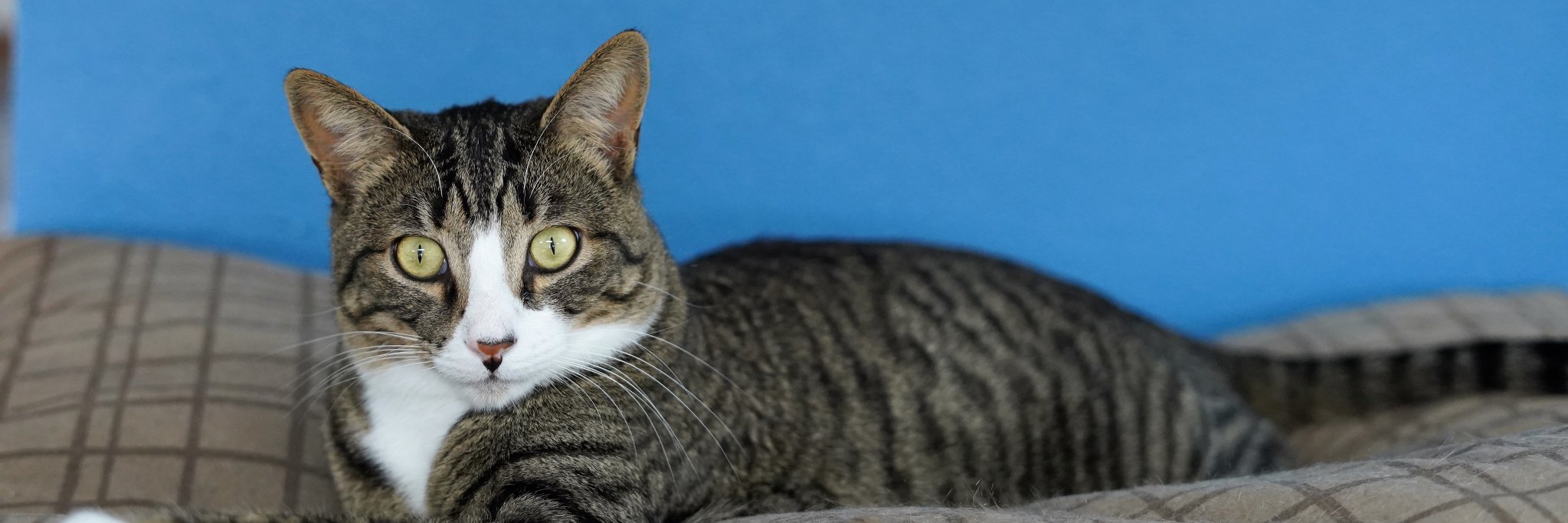 PawsPatrol's profile banner image