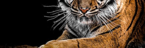 CharbilC93941's profile banner image
