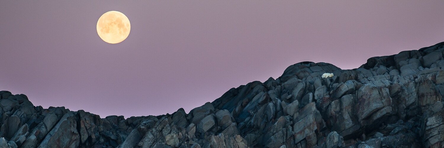 RoyMangersnes's profile banner image