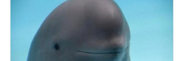 Pingu Charts's banner