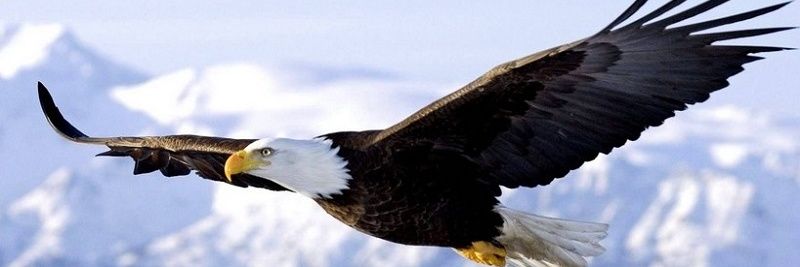 Abdullah_ch43's profile banner image