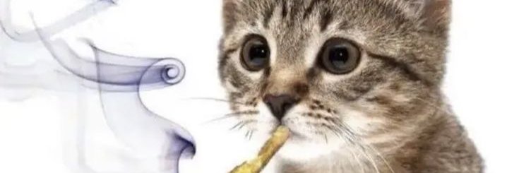 roxy ⚢'s banner