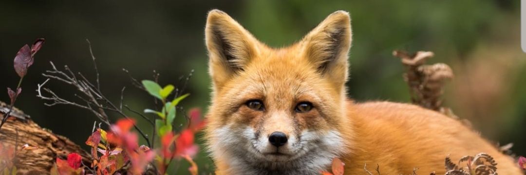 kaoticfoxx's profile banner image