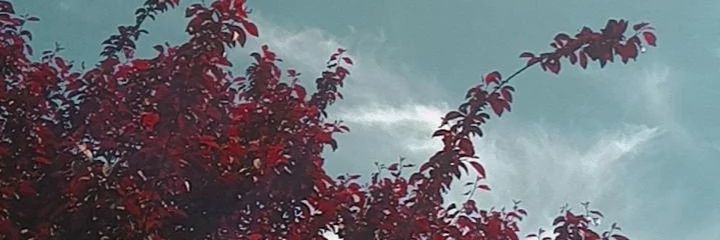 soofidoddate's profile banner image