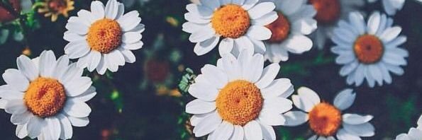 FlorCondeno's profile banner image